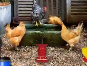 Poultry Farm Easter Escape — δωρεάν online παιχνίδι