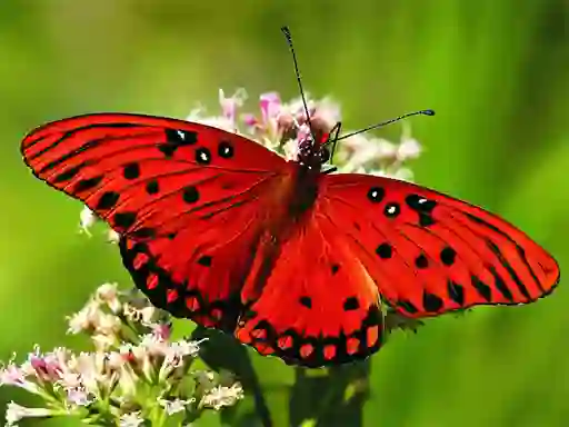 Nature Jigsaw Puzzle Butterfly — δωρεάν online παιχνίδι