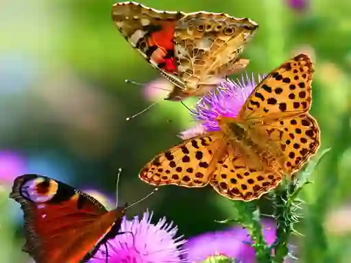 Butterfly Slide — δωρεάν online παιχνίδι