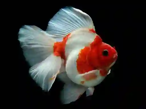 Gold Fish Jigsaw Puzzle — δωρεάν online παιχνίδι