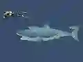 Mad Shark — δωρεάν online παιχνίδι