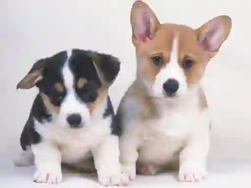 Cute Puppies Puzzle — δωρεάν online παιχνίδι