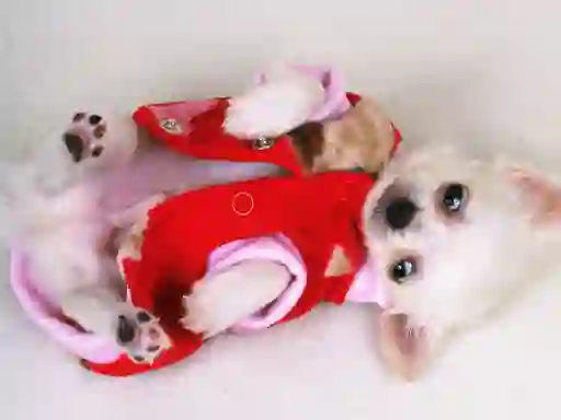 Lovely Puppy Slide — δωρεάν online παιχνίδι