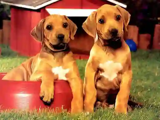 Puppy Pairs Puzzle — δωρεάν online παιχνίδι