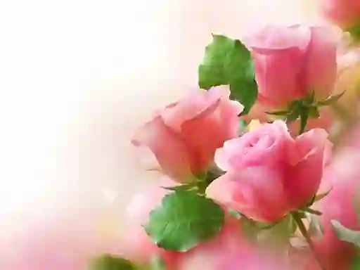 Pink Roses — δωρεάν online παιχνίδι