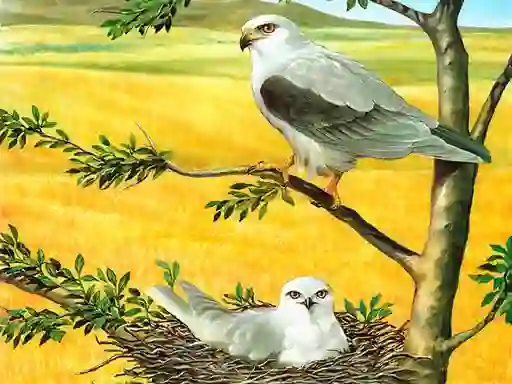 Birds Of Prey Puzzle — δωρεάν online παιχνίδι