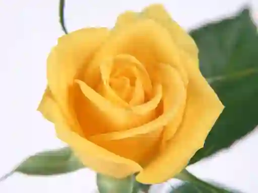 Yellow Roses — δωρεάν online παιχνίδι