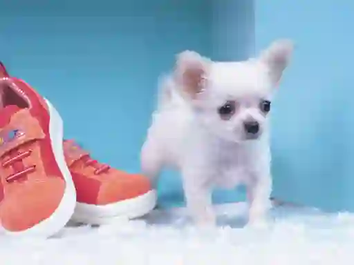 Lovely Puppy Puzzle — δωρεάν online παιχνίδι