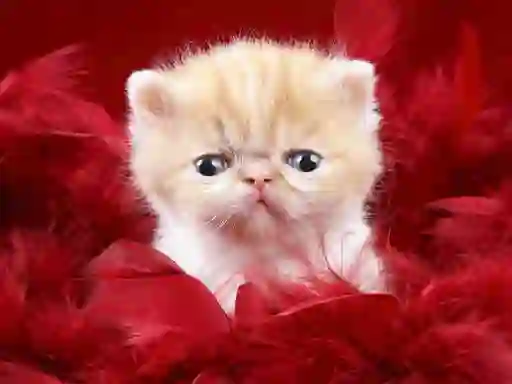 Funny Kitty — δωρεάν online παιχνίδι