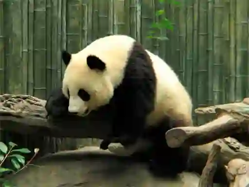 Pandas Puzzle — δωρεάν online παιχνίδι