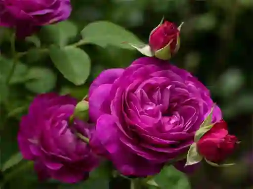 Purple Roses — δωρεάν online παιχνίδι