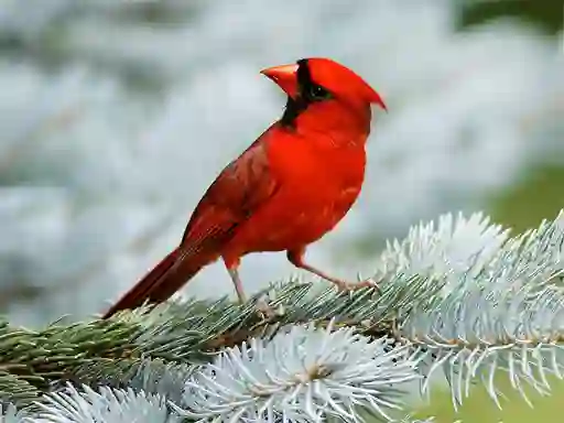 Birds Puzzle — δωρεάν online παιχνίδι