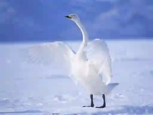 Graceful Swans — δωρεάν online παιχνίδι
