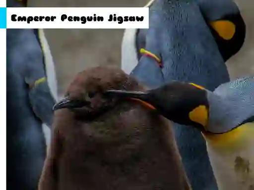 Emperor Penguin Jigsaw — δωρεάν online παιχνίδι
