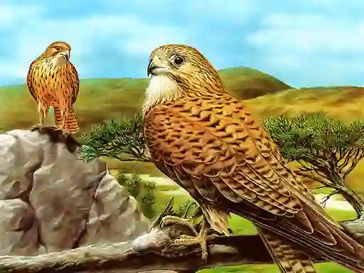 Birds of Prey Slide — δωρεάν online παιχνίδι