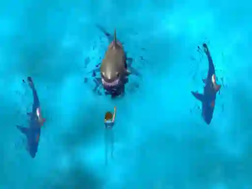 Avoid the Sharks — δωρεάν online παιχνίδι