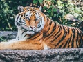 Παιχνίδι Jagi Puzzle  σε απευθείας σύνδεση