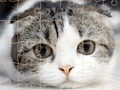 Παιχνίδι Χρόνος Παζλ Γατών σε απευθείας σύνδεση