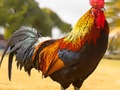 Παιχνίδι Πάζλ με οικόσιτα πουλιά σε απευθείας σύνδεση