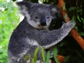 Παιχνίδι Χαριτωμένο μωρό Koala Bear  σε απευθείας σύνδεση