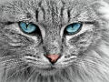 Παιχνίδι Παζλ Cat Eye  σε απευθείας σύνδεση