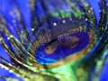 Παιχνίδι Παζλ Peacock Feather  σε απευθείας σύνδεση