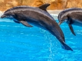 Παιχνίδι Παζλ Sea Dolphin  σε απευθείας σύνδεση