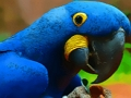 Παιχνίδι Παζλ Parrot Bird  σε απευθείας σύνδεση