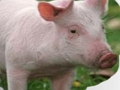 Παιχνίδι Ξύστε και Μαντέψτε Ζώα σε απευθείας σύνδεση
