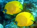 Παιχνίδι Παζλ Underwater World  σε απευθείας σύνδεση