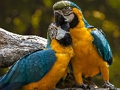 Παιχνίδι Παζλ Parrot  σε απευθείας σύνδεση