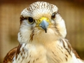 Παιχνίδι Παζλ Gyrfalcon  σε απευθείας σύνδεση