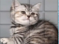 Παιχνίδι Picpu Cat σε απευθείας σύνδεση