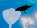 Παιχνίδι Σέρφινγκ Stingrays  σε απευθείας σύνδεση