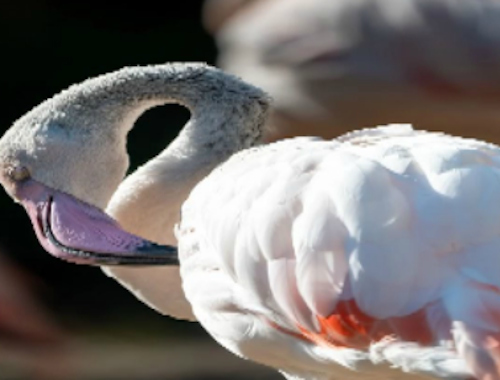 Παιχνίδι Παζλ Flamingo Bird  σε απευθείας σύνδεση